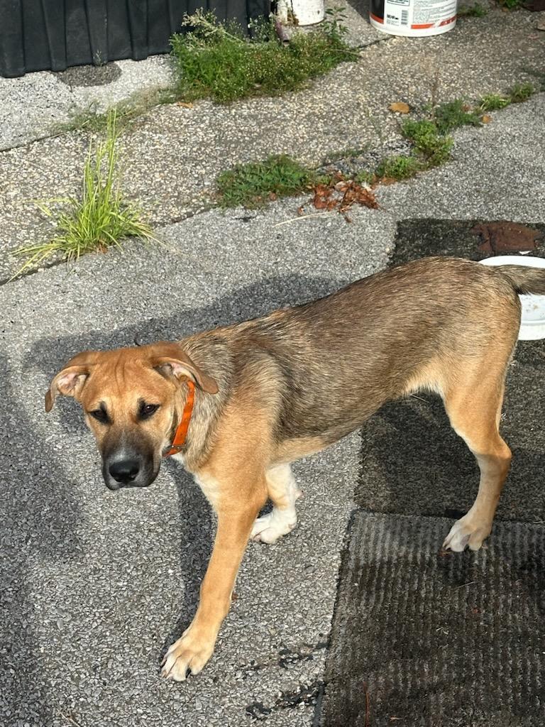 Enlarge Tiger, a Adoptable mixed breed in Magnolia Springs, AL image 3/3