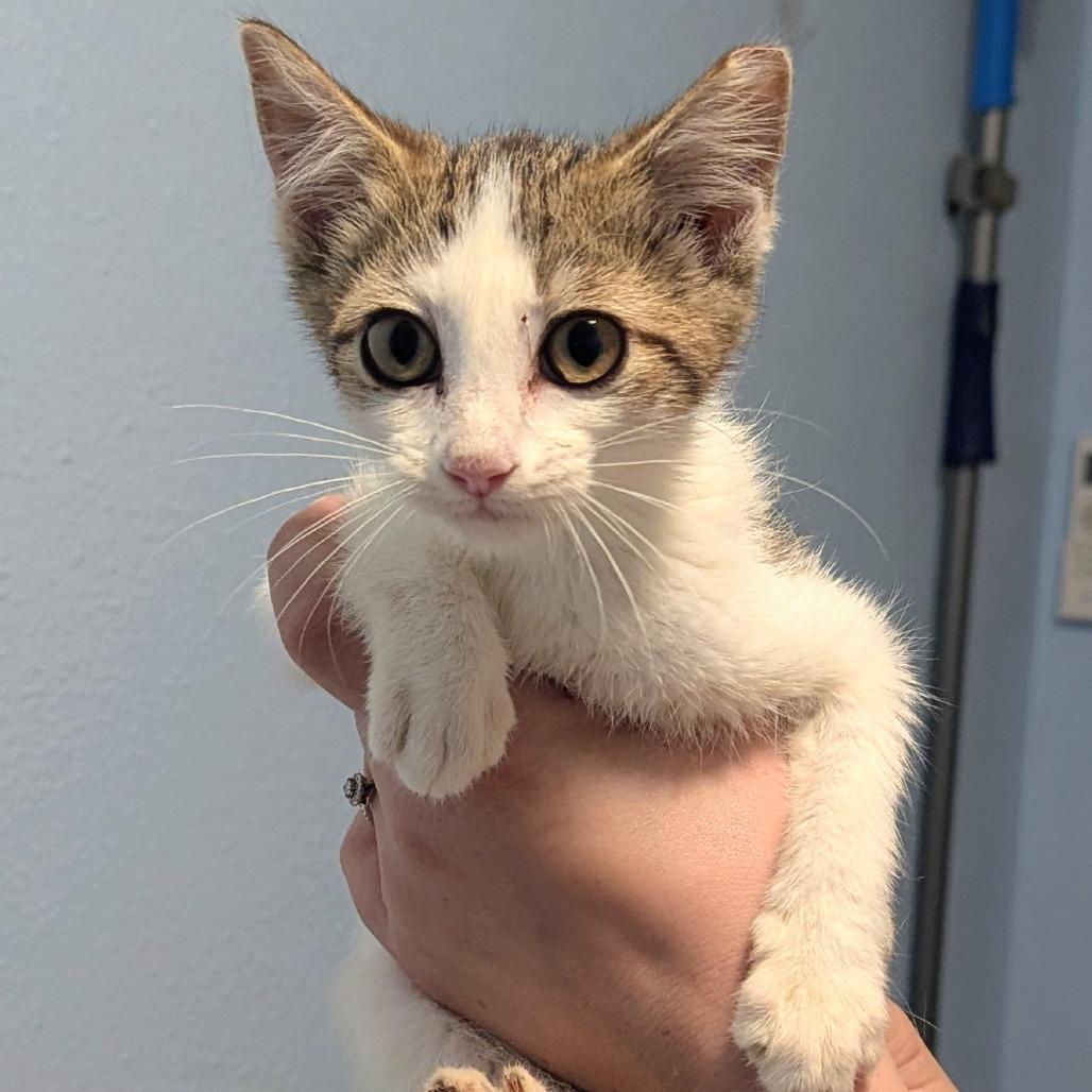 Meownce, Adoptable, Kitten Female Domestic Short Hair.