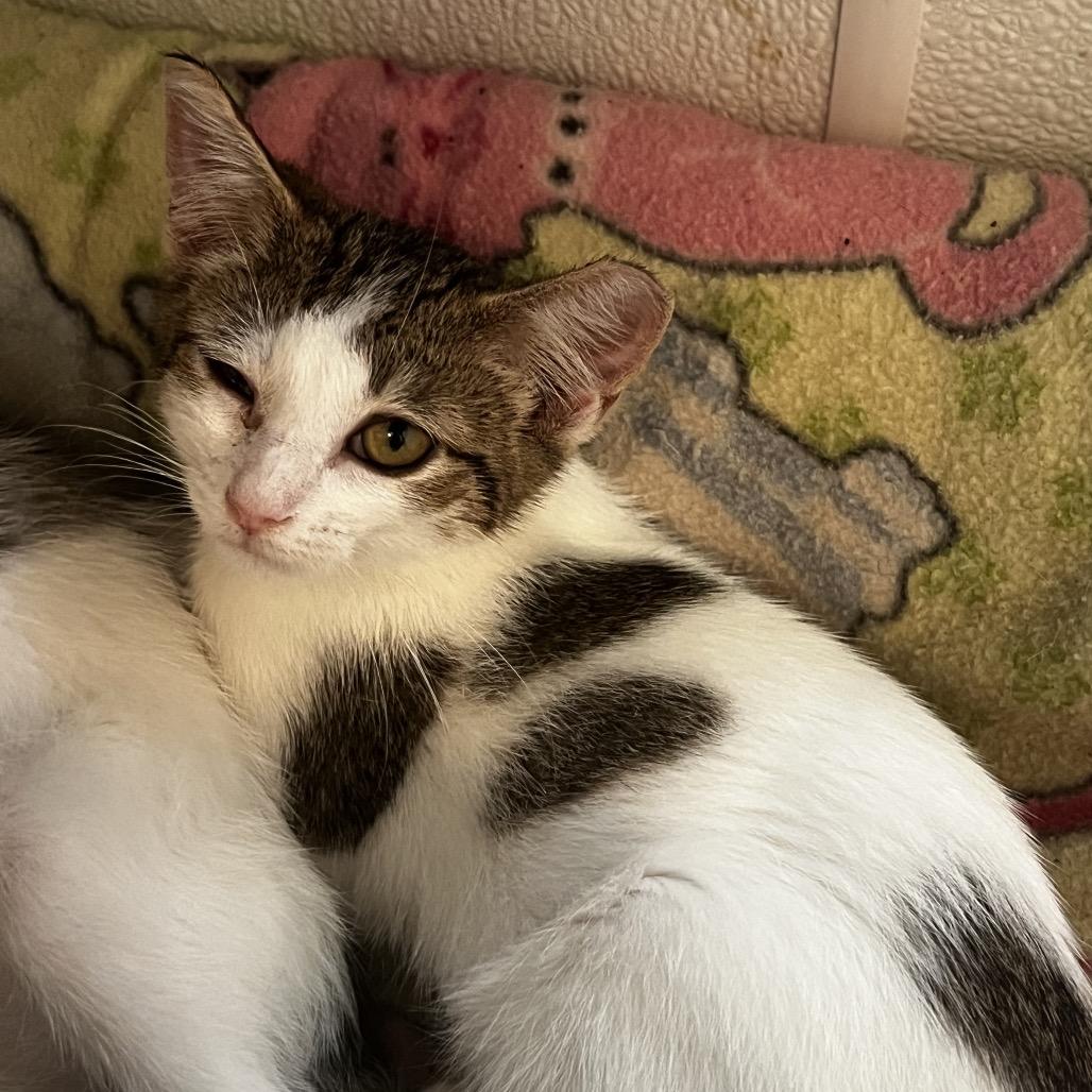 Enlarge Meownce, a Adoptable Domestic Short Hair in Brighton, MO image 2/2