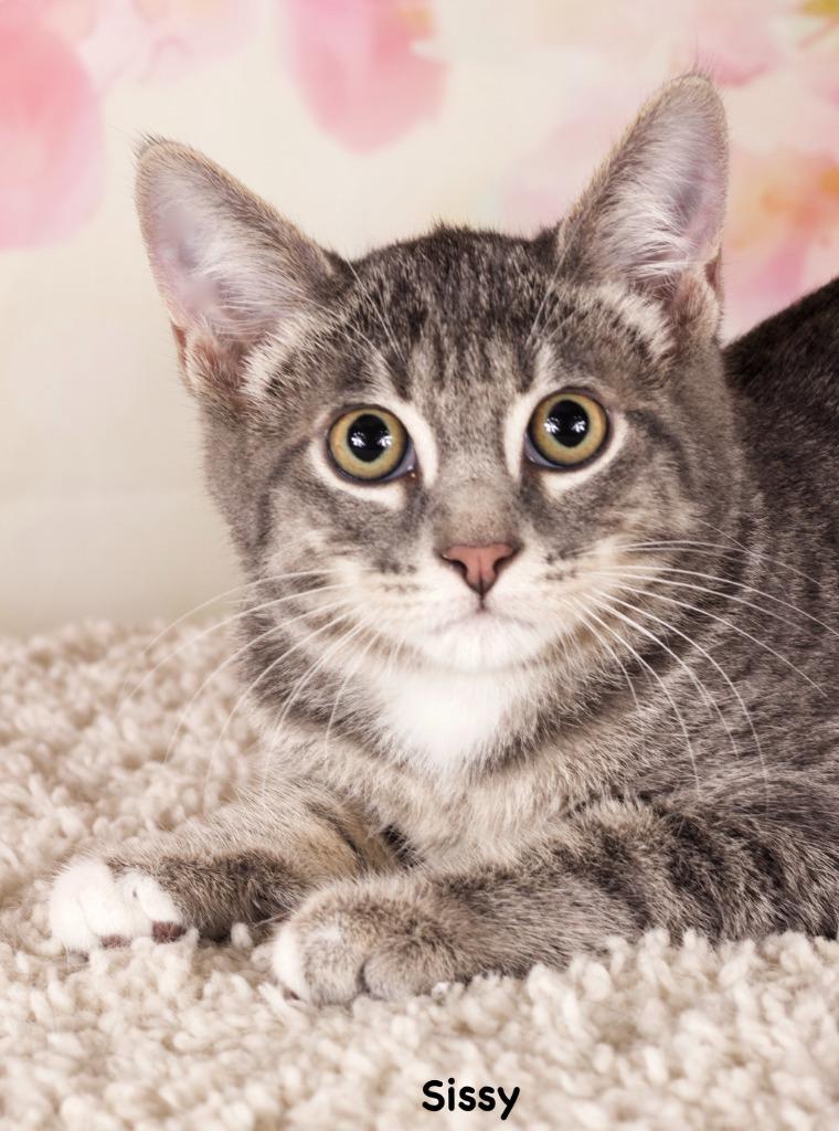 Patrick, Adoptable, Kitten Male Domestic Short Hair.