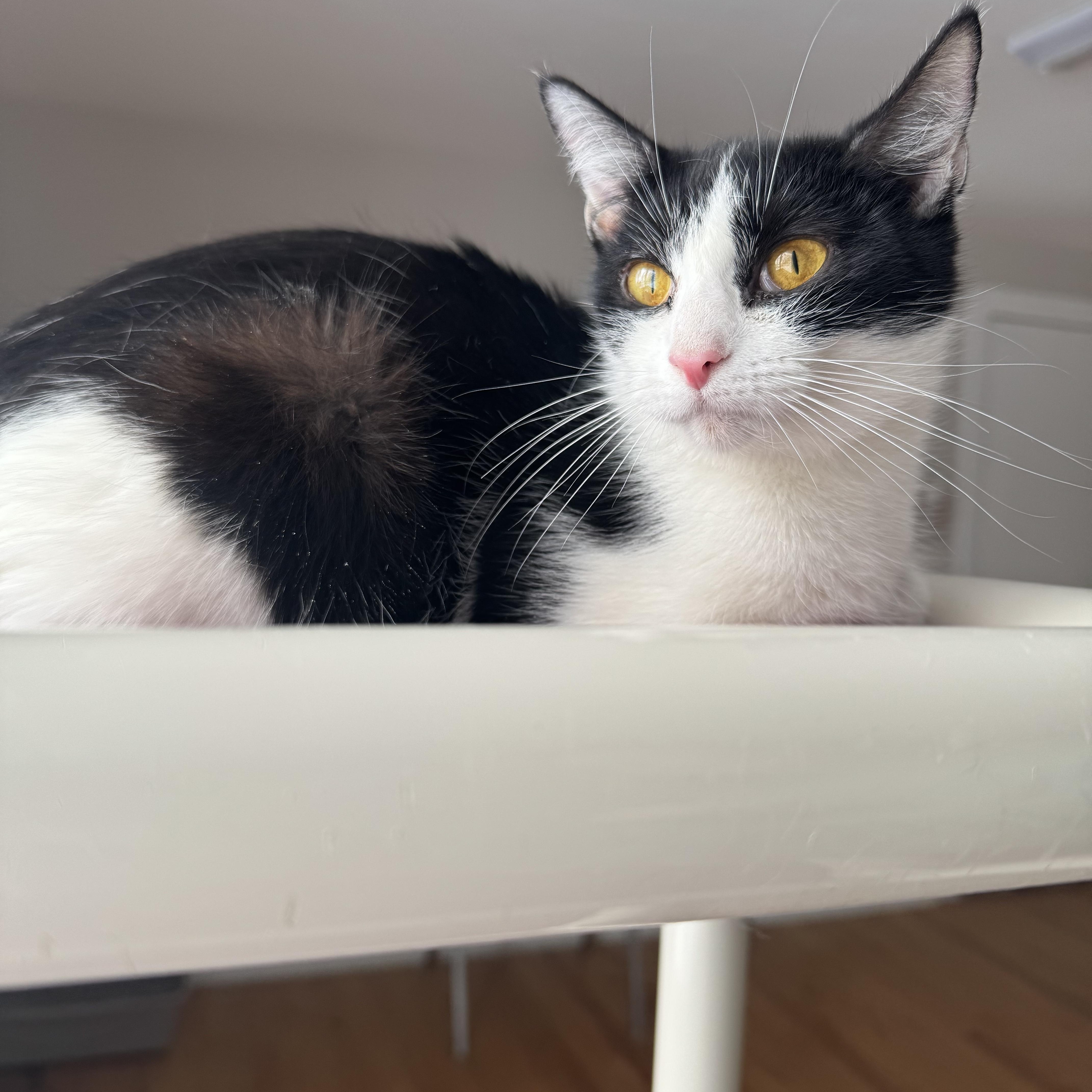 taffy , ADOPTABLE, Young Female Domestic Short Hair.