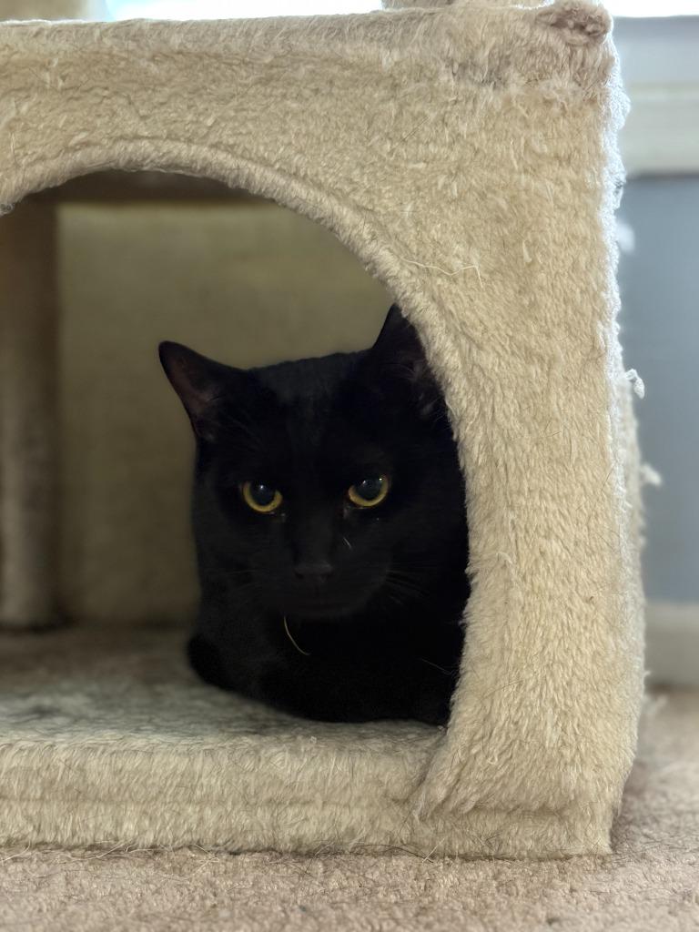 Shawn Hunter, Adoptable, Young Male Domestic Short Hair.