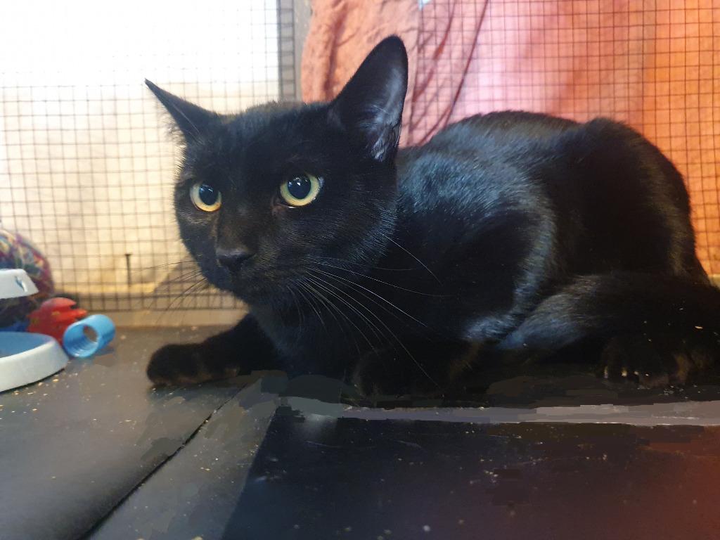 Enlarge Shawn Hunter, a Adoptable mixed breed in Parkville, MD image 2/5