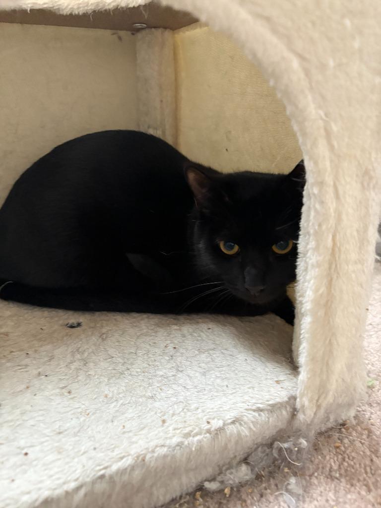 Enlarge Shawn Hunter, a Adoptable mixed breed in Parkville, MD image 3/5