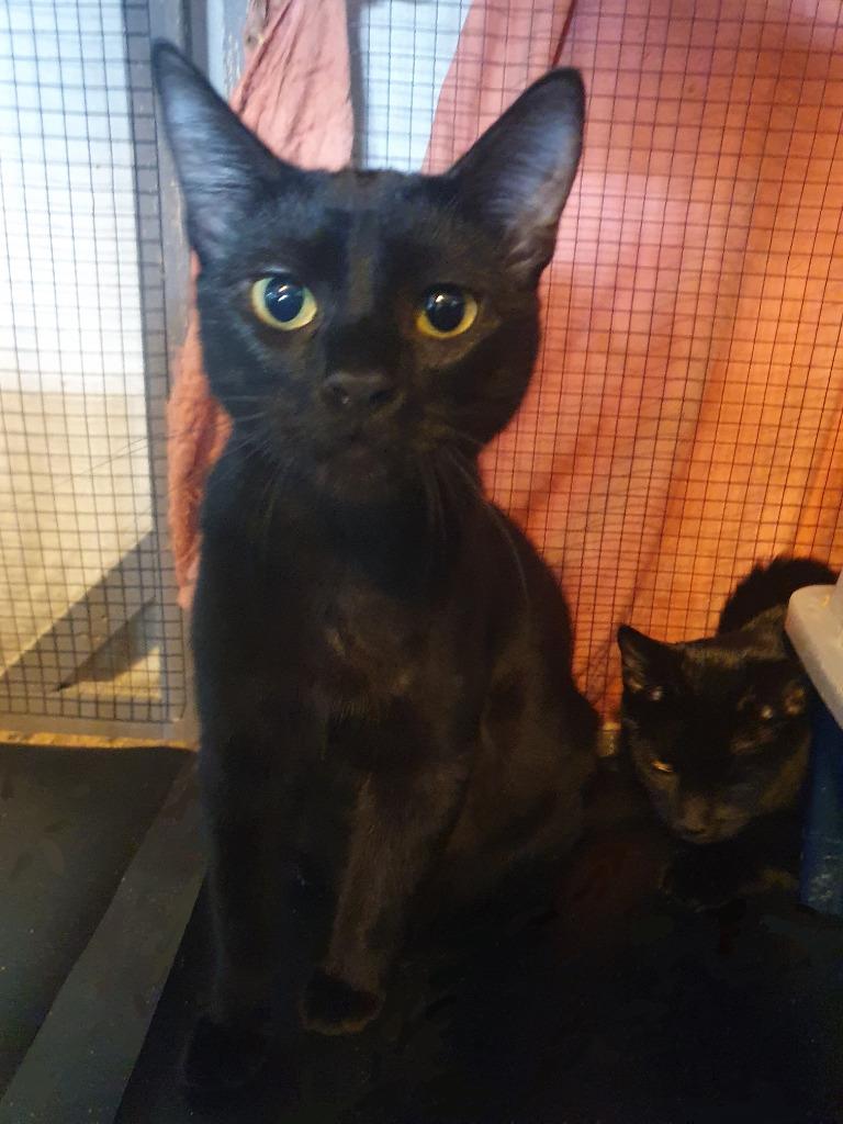 Enlarge Shawn Hunter, a Adoptable mixed breed in Parkville, MD image 4/5