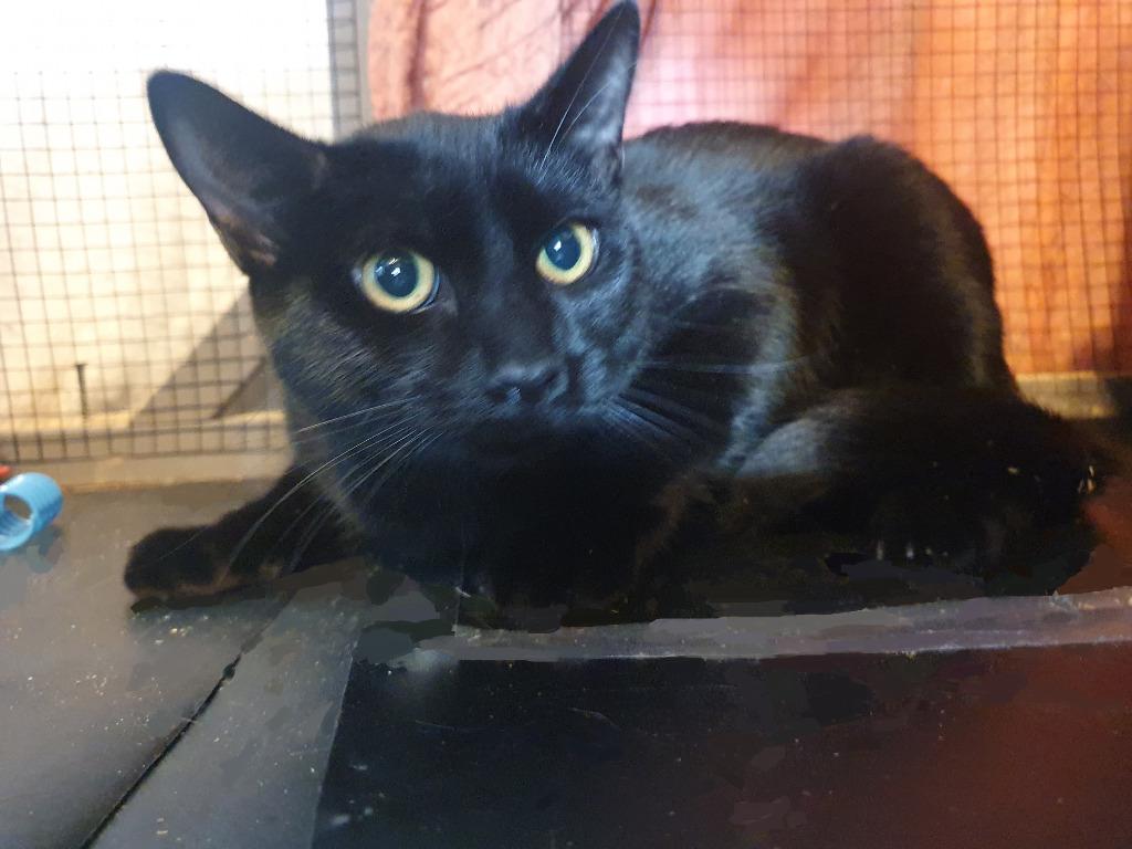 Enlarge Shawn Hunter, a Adoptable mixed breed in Parkville, MD image 5/5