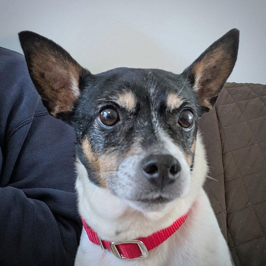 Enlarge Cheddar (TN), a Adoptable Rat Terrier in Chattanooga, TN image 2/3