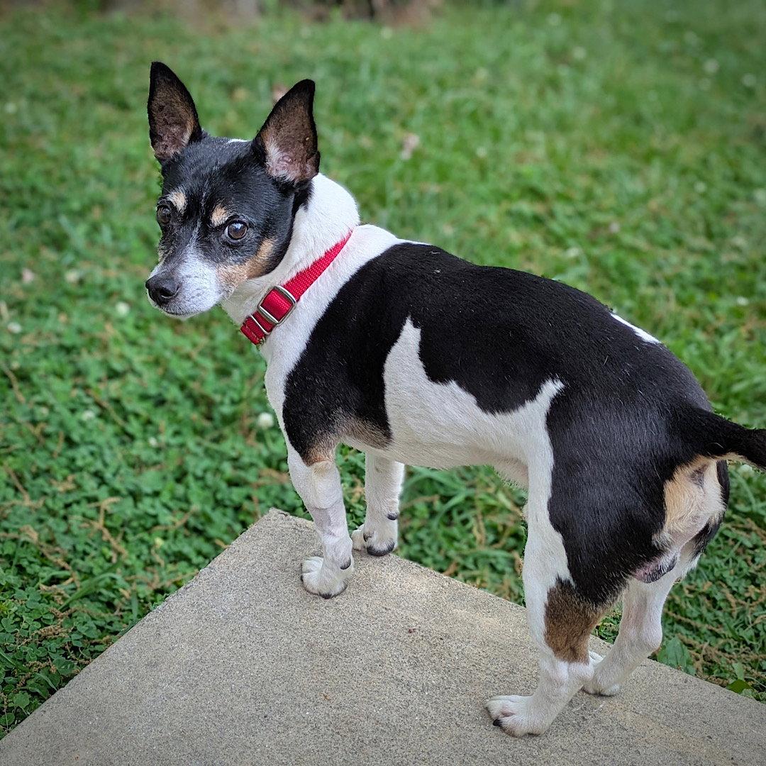Enlarge Cheddar (TN), a Adoptable Rat Terrier in Chattanooga, TN image 1/3