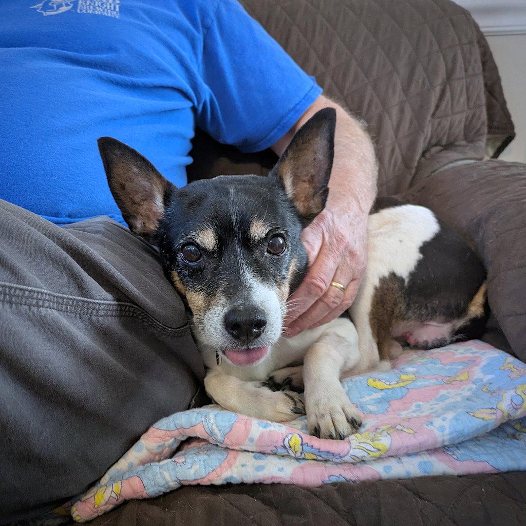 Enlarge Cheddar (TN), a Adoptable Rat Terrier in Chattanooga, TN image 3/3