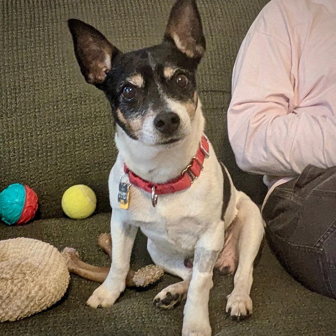 Cheddar (TN), a Adoptable Rat Terrier in Chattanooga, TN image 2/3