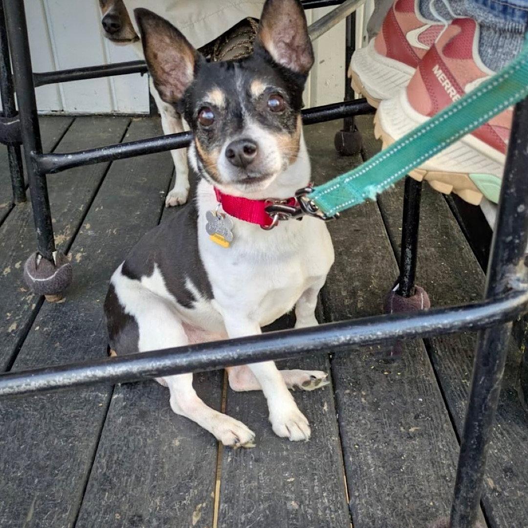 Cheddar (TN), a Adoptable Rat Terrier in Chattanooga, TN image 3/3