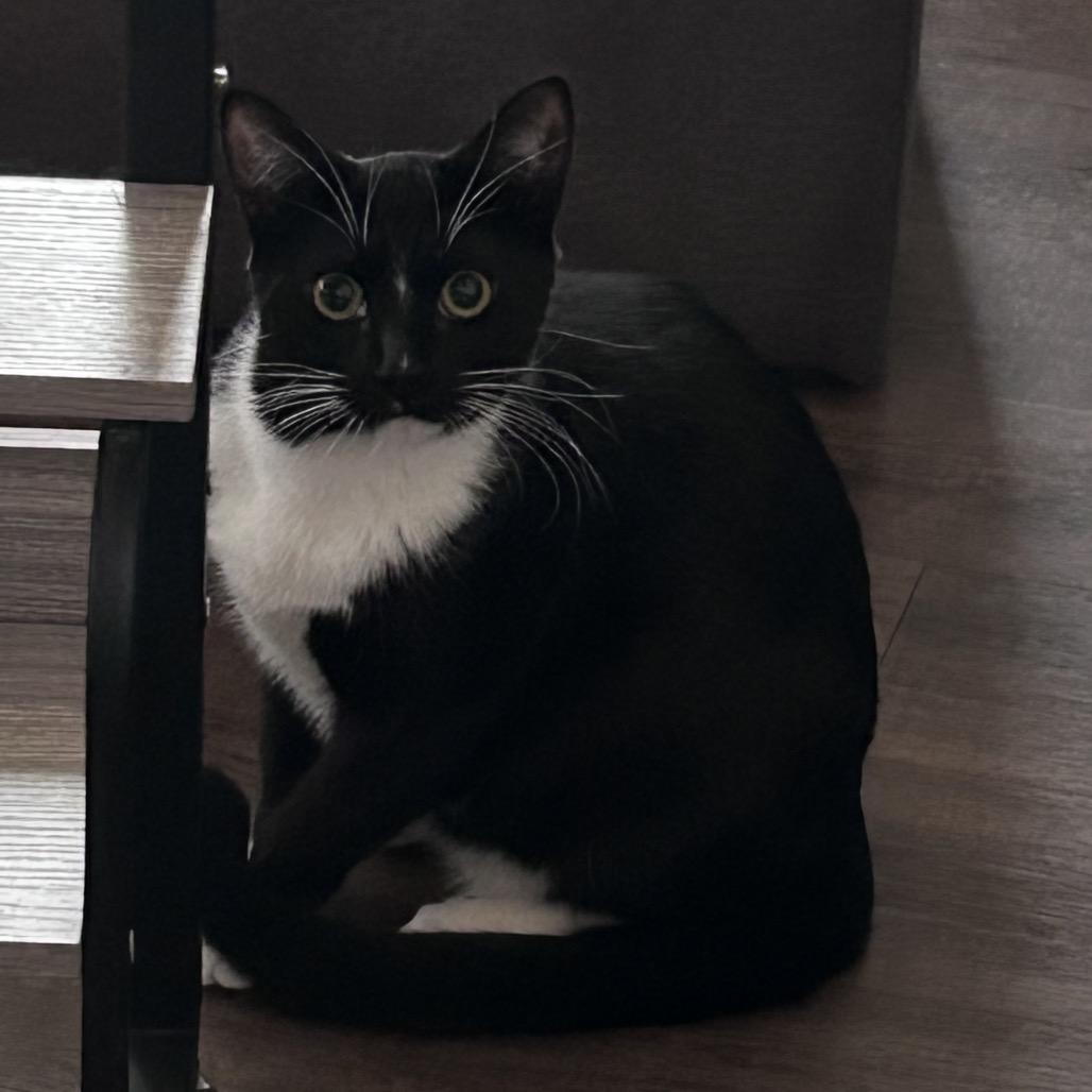 Bianca, Adoptable, Young Female Domestic Short Hair.