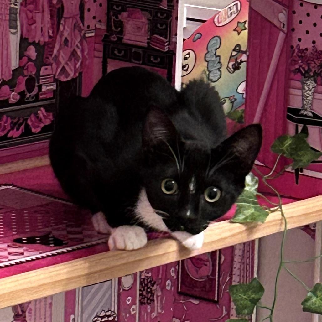 Bianca, a Adoptable Domestic Short Hair in Morgan Hill, CA image 2/4