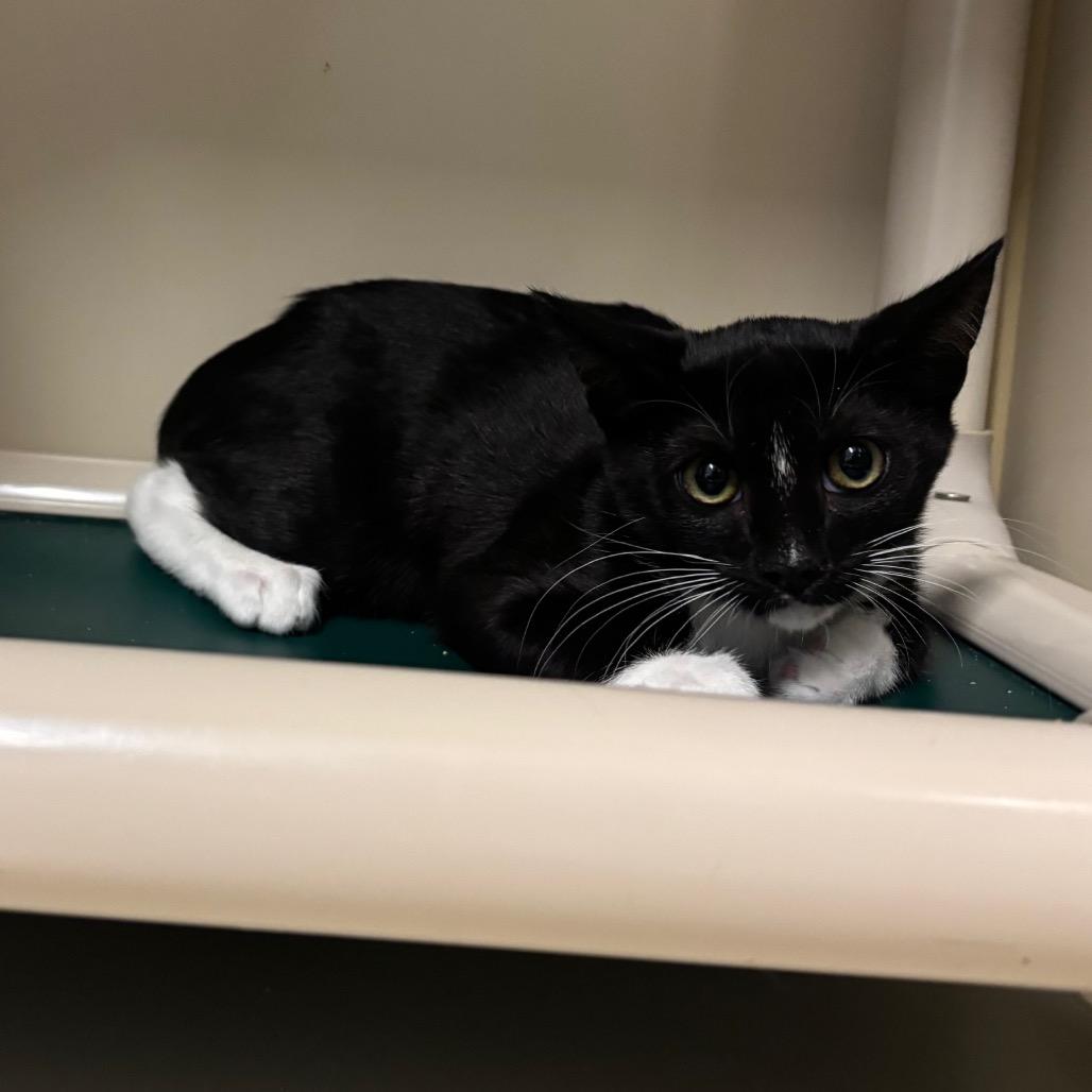 Bianca, a Adoptable Domestic Short Hair in Morgan Hill, CA image 4/4