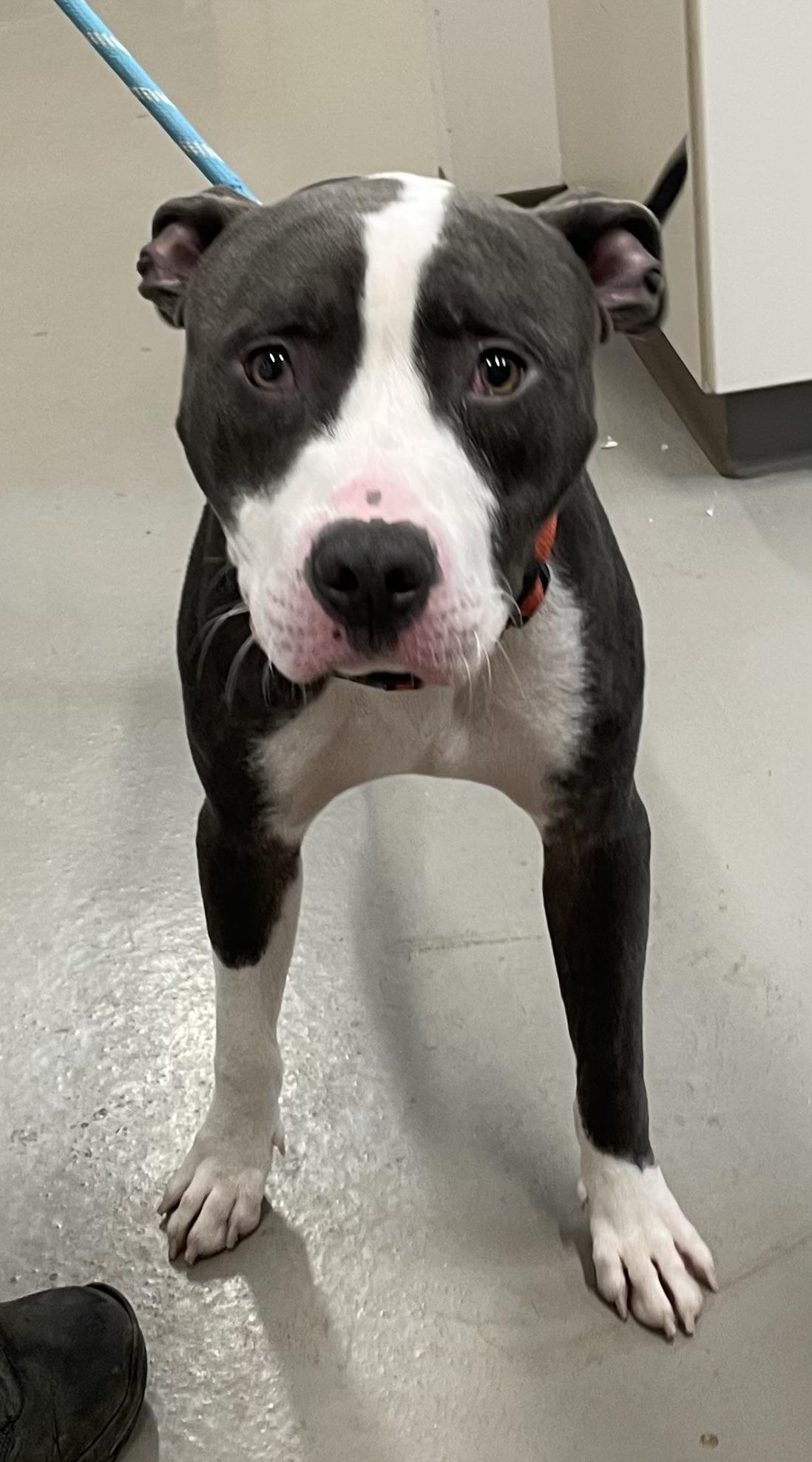 Tommy AVAILABLE, a Adoptable Pit Bull Terrier in Canton, OH image 4/6