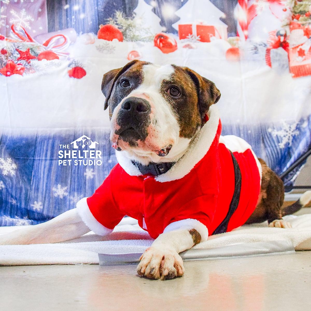 Tommy AVAILABLE, a Adoptable Pit Bull Terrier in Canton, OH image 1/6