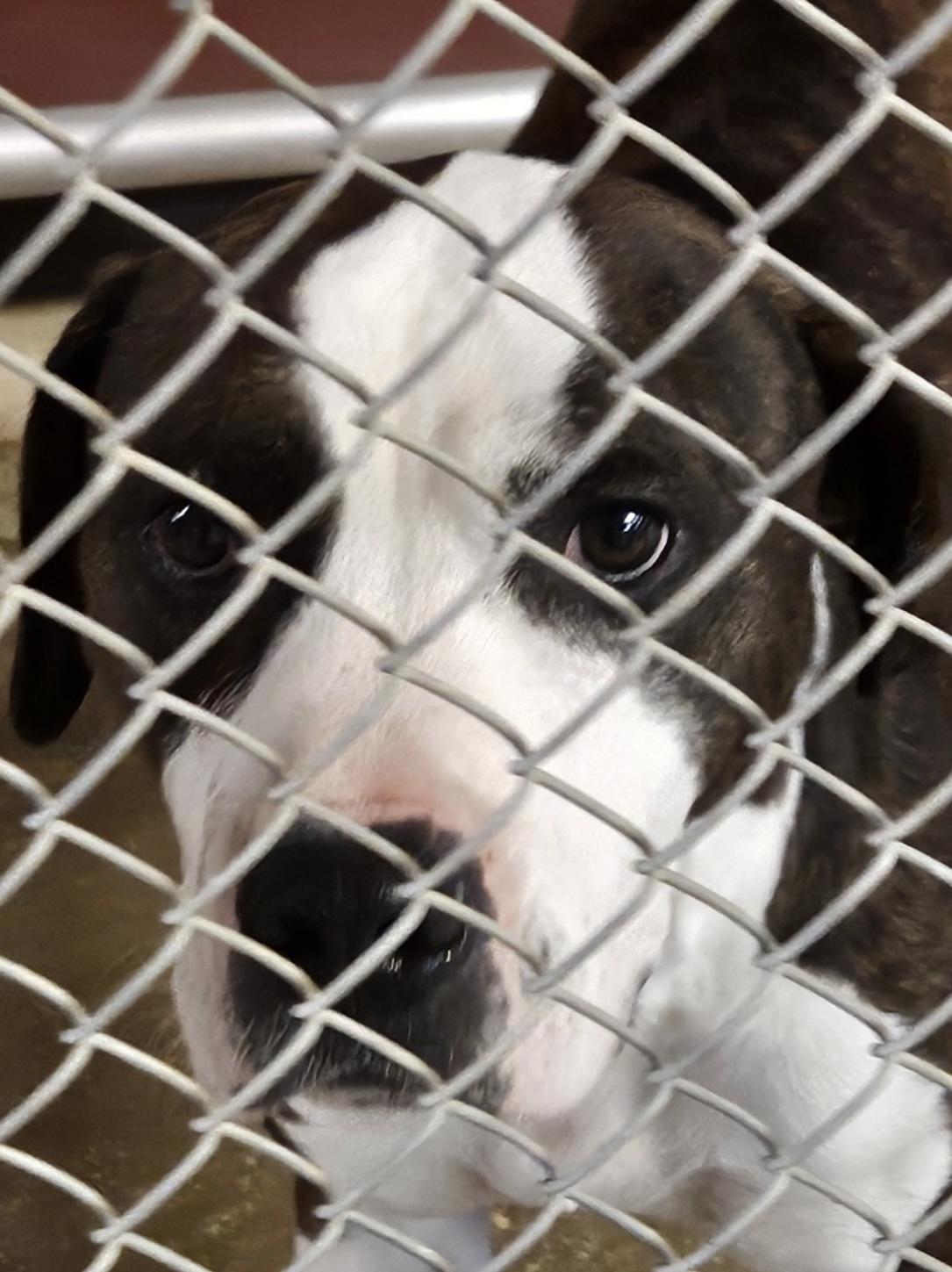 Tommy AVAILABLE, a Adoptable Pit Bull Terrier in Canton, OH image 6/6