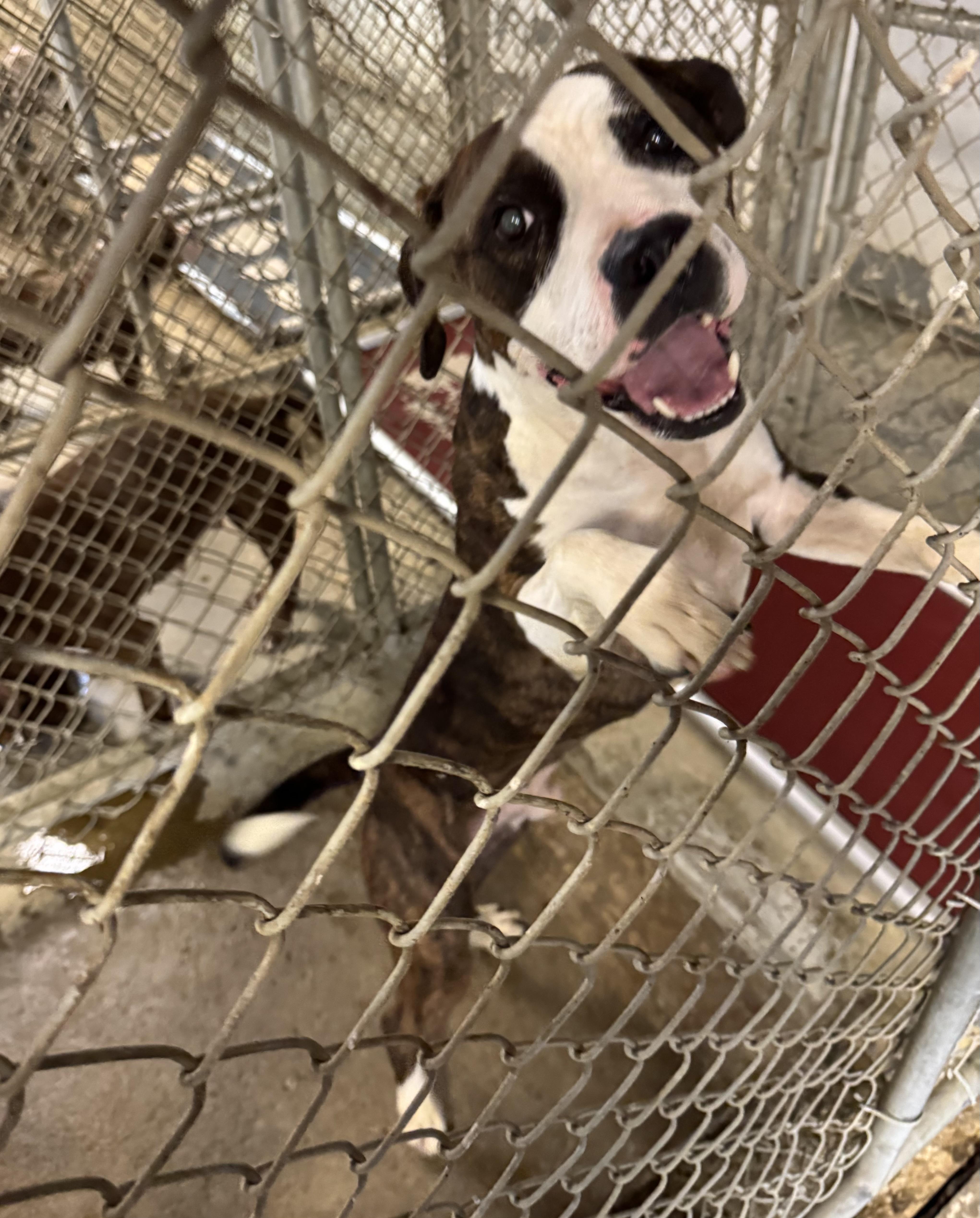 Tommy AVAILABLE, a Adoptable Pit Bull Terrier in Canton, OH image 5/6