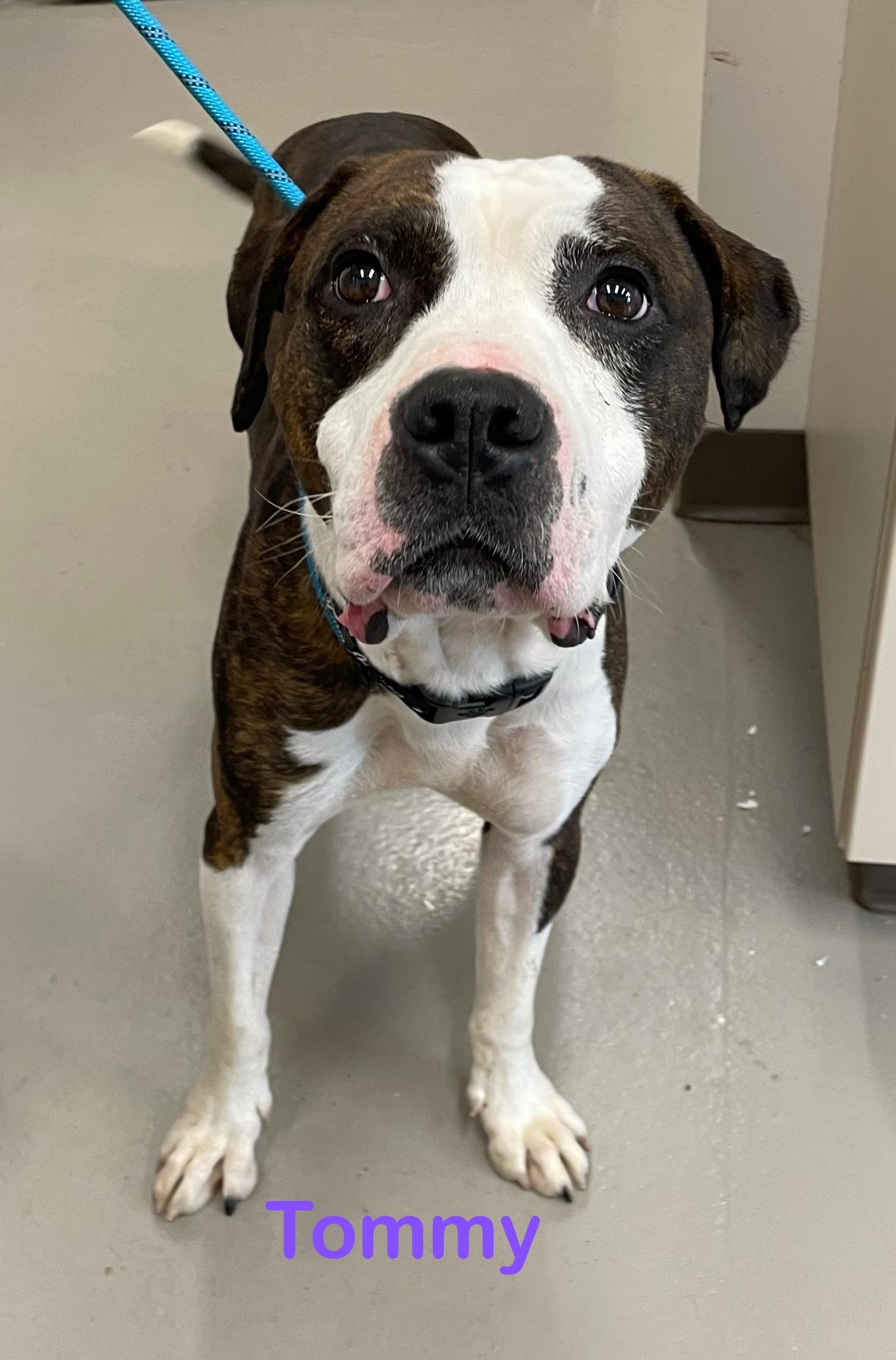 Tommy AVAILABLE, a Adoptable Pit Bull Terrier in Canton, OH image 3/6