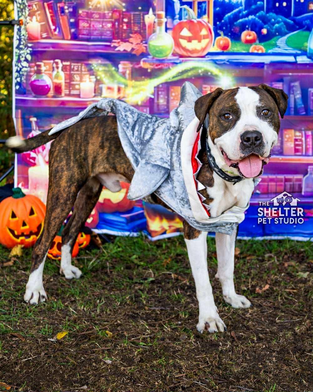 Tommy AVAILABLE, Adoptable, Young Male Pit Bull Terrier.