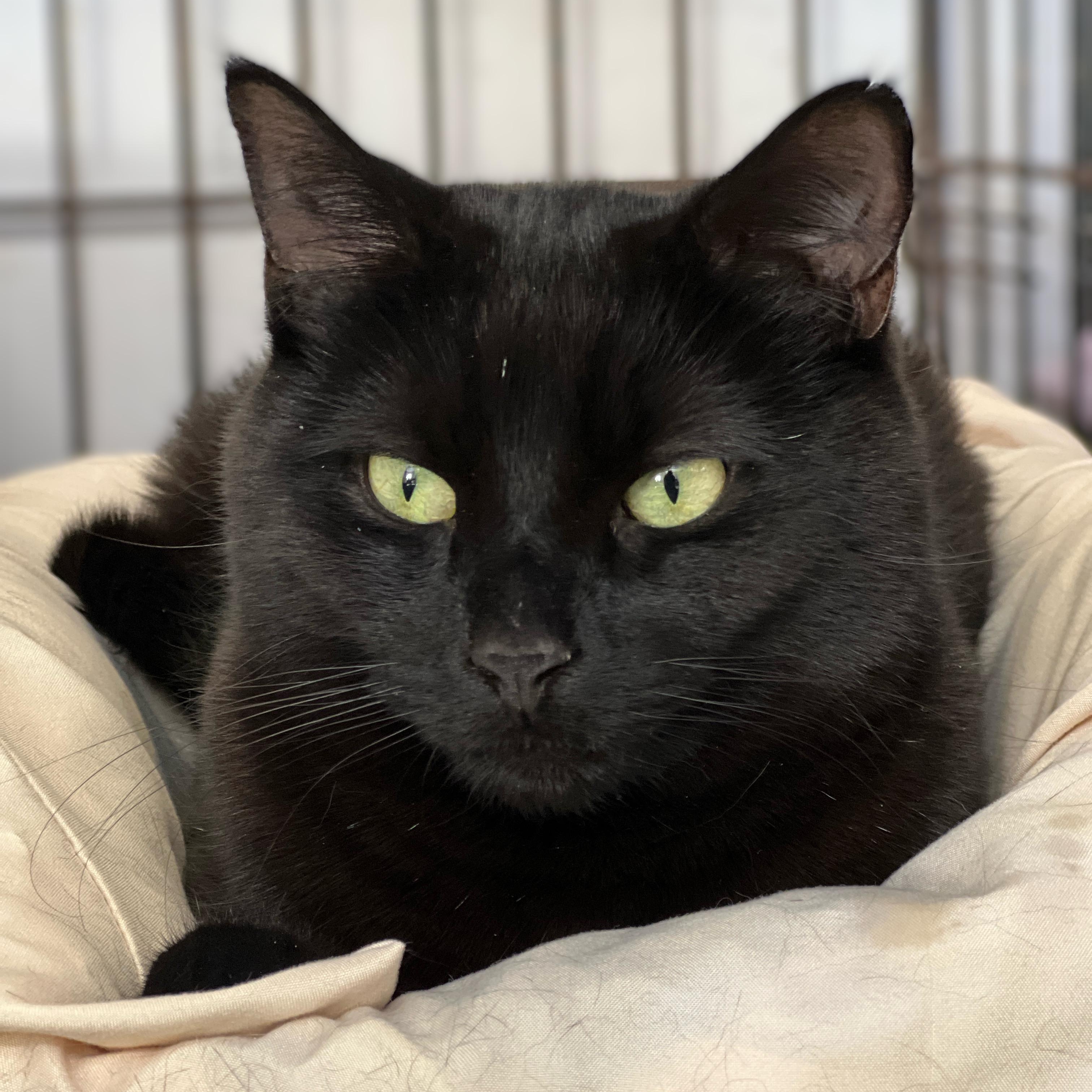 Echo, a ADOPTABLE mixed breed in Germansville, PA image 3/6