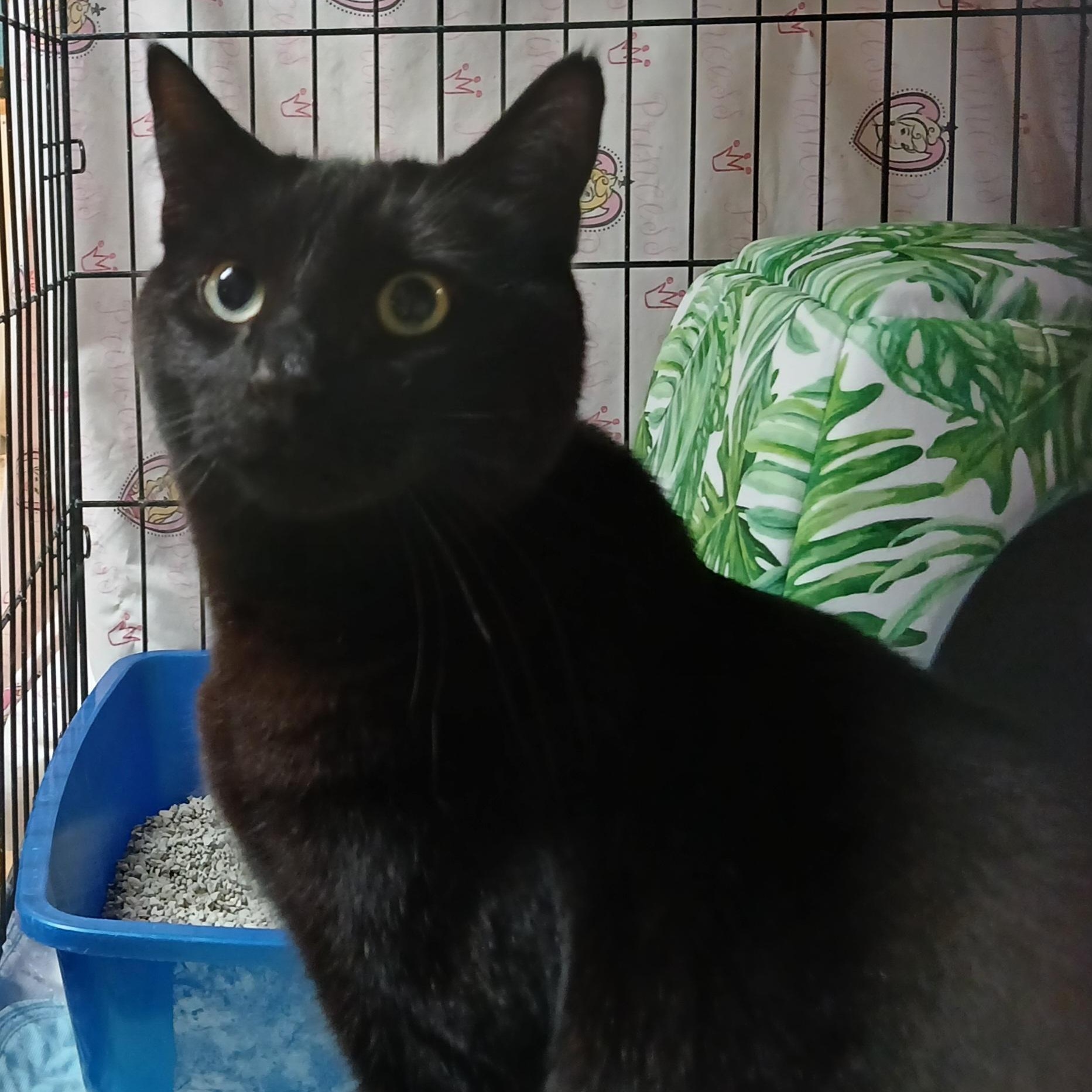 Echo, a ADOPTABLE mixed breed in Germansville, PA image 4/6