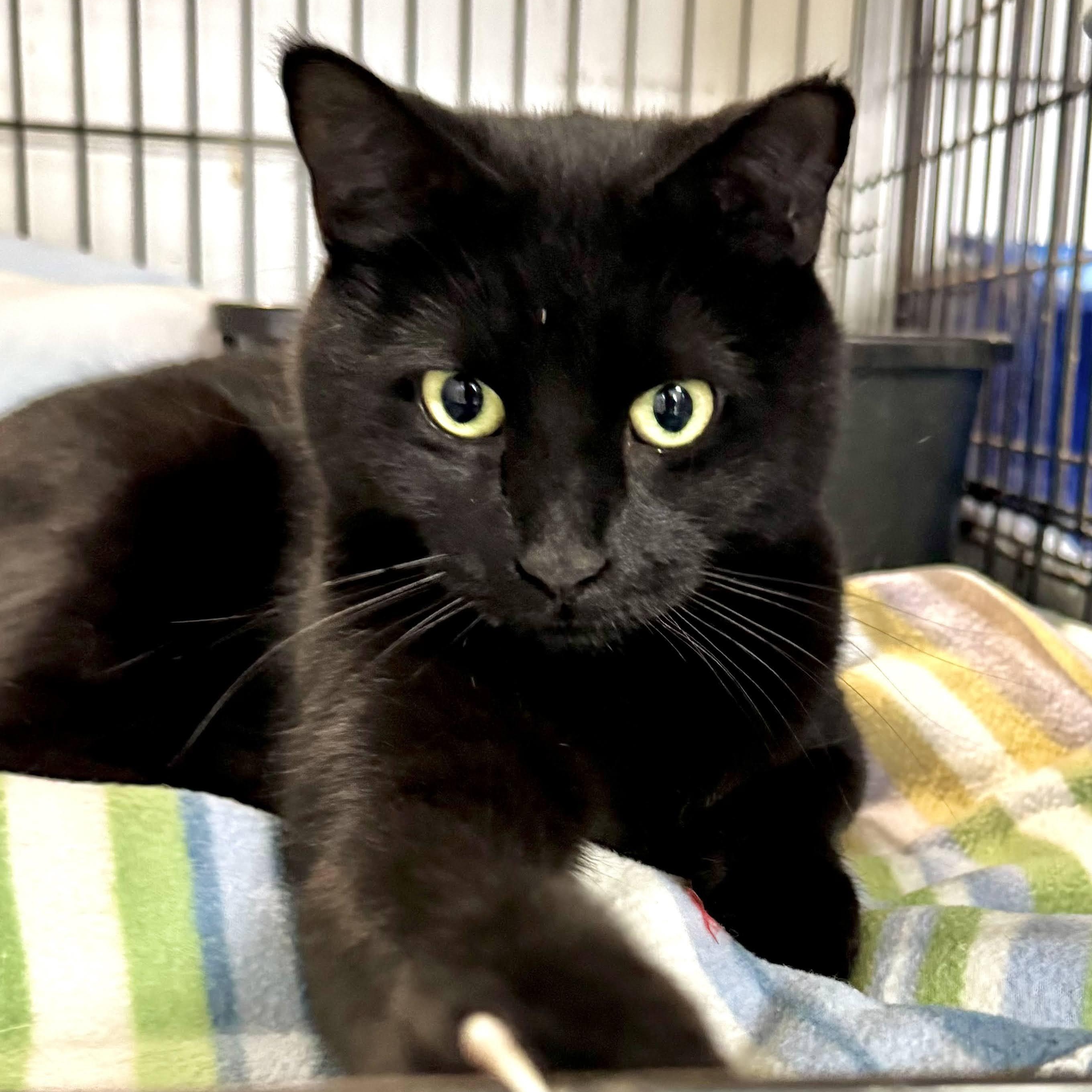 Echo, a ADOPTABLE mixed breed in Germansville, PA image 6/6