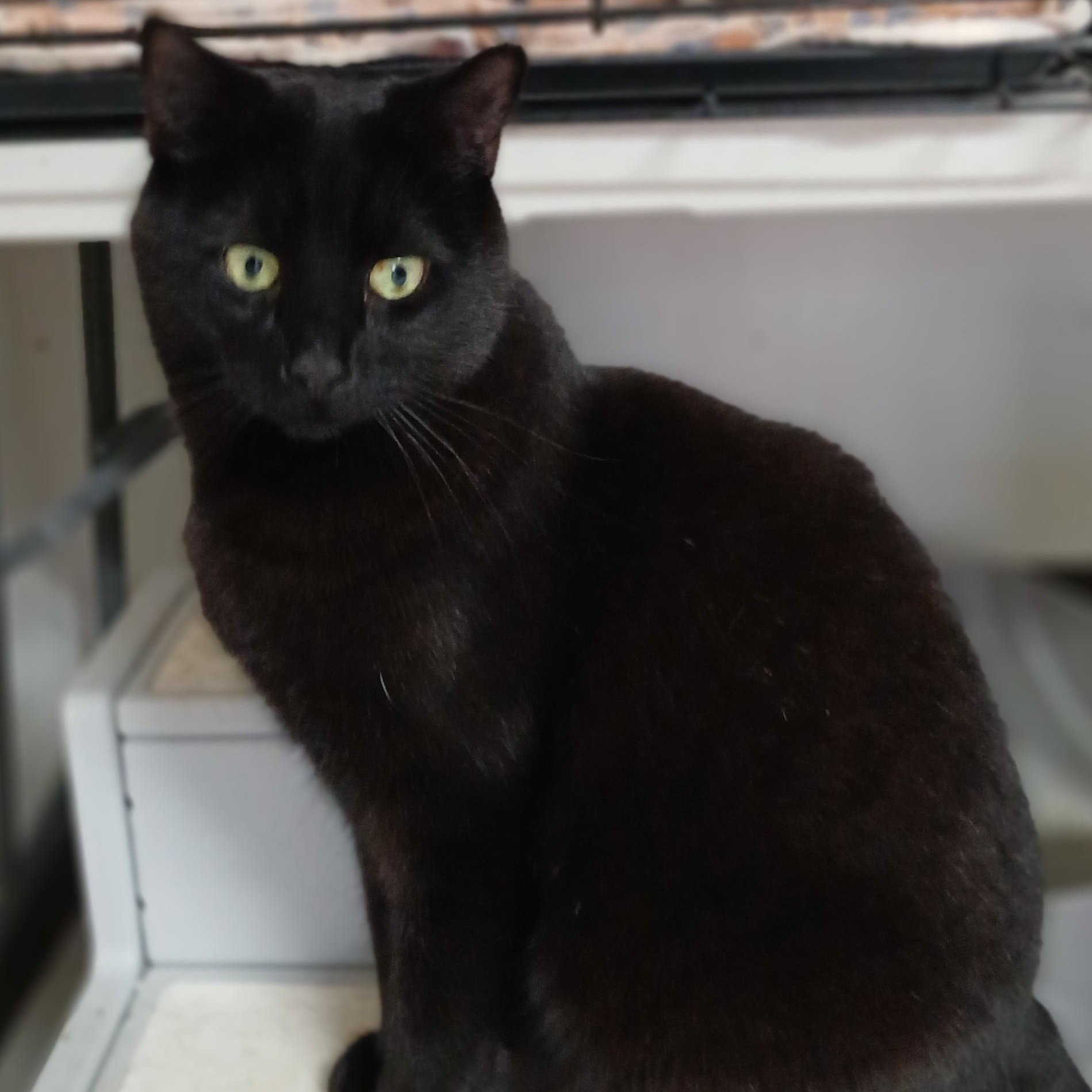 Echo, ADOPTABLE, Adult Male Domestic Short Hair.
