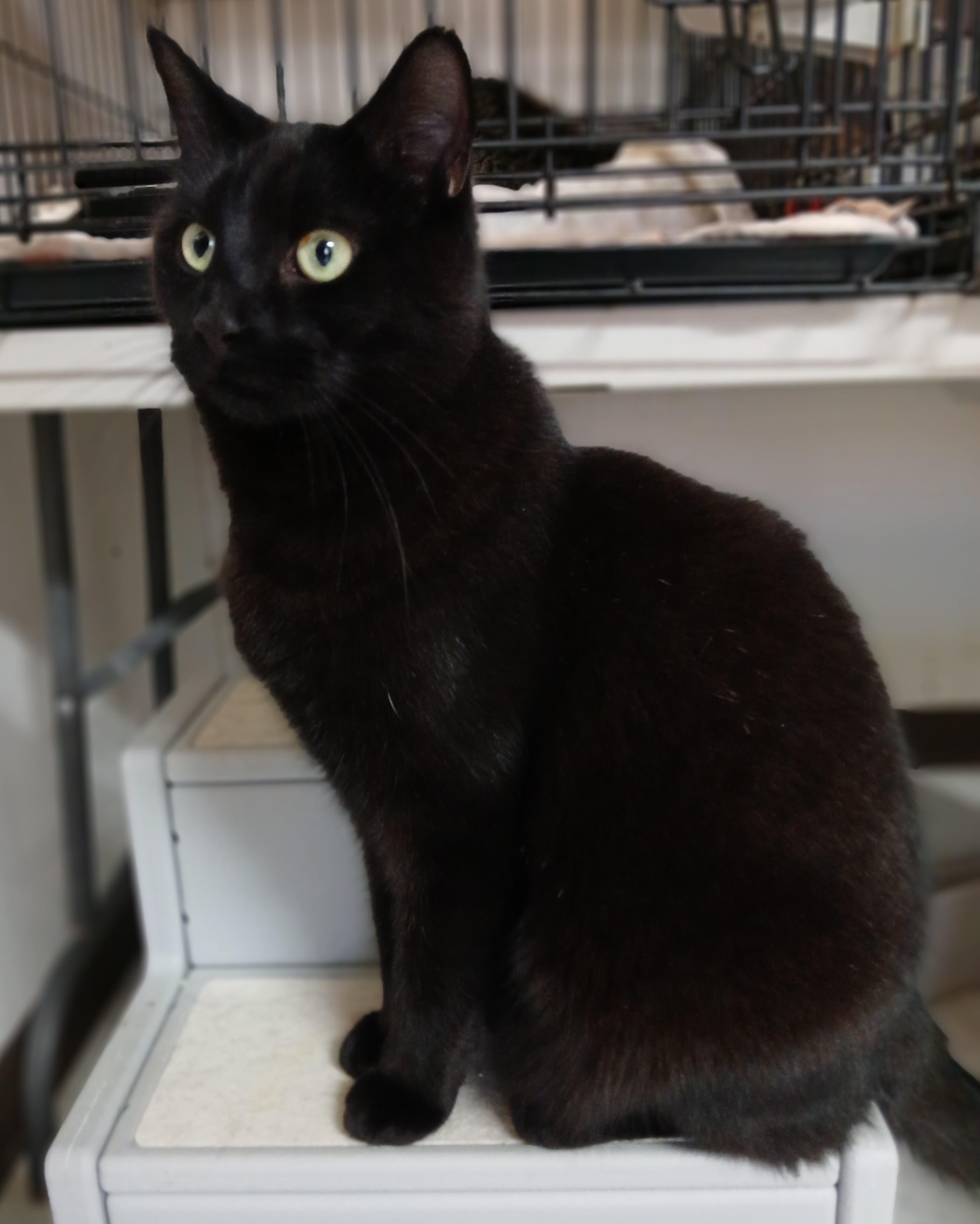 Enlarge Echo, a ADOPTABLE mixed breed in Germansville, PA image 6/6