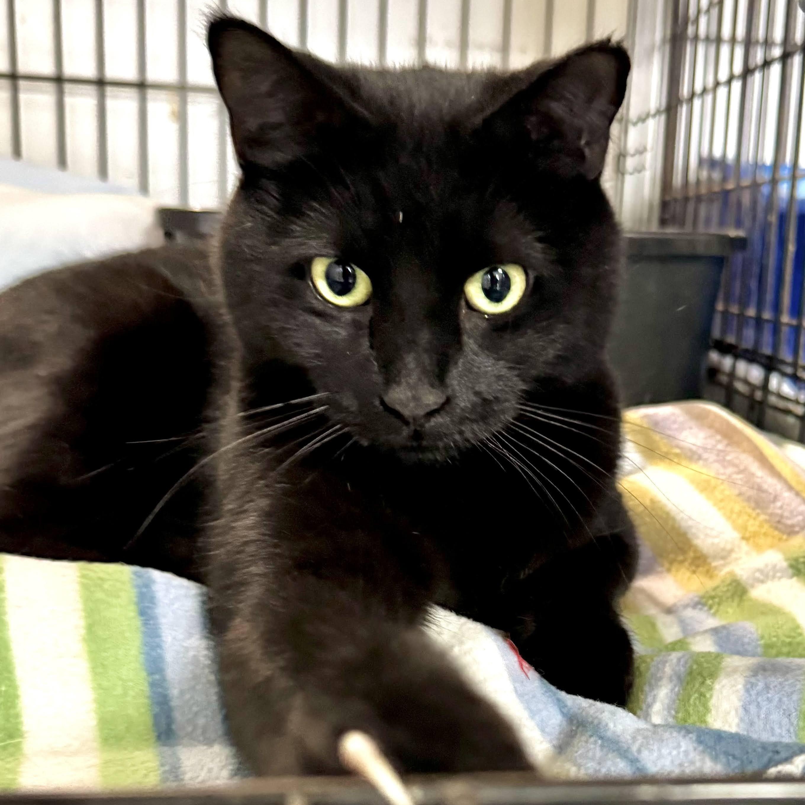 Enlarge Echo, a Adoptable mixed breed in Germansville, PA image 6/6