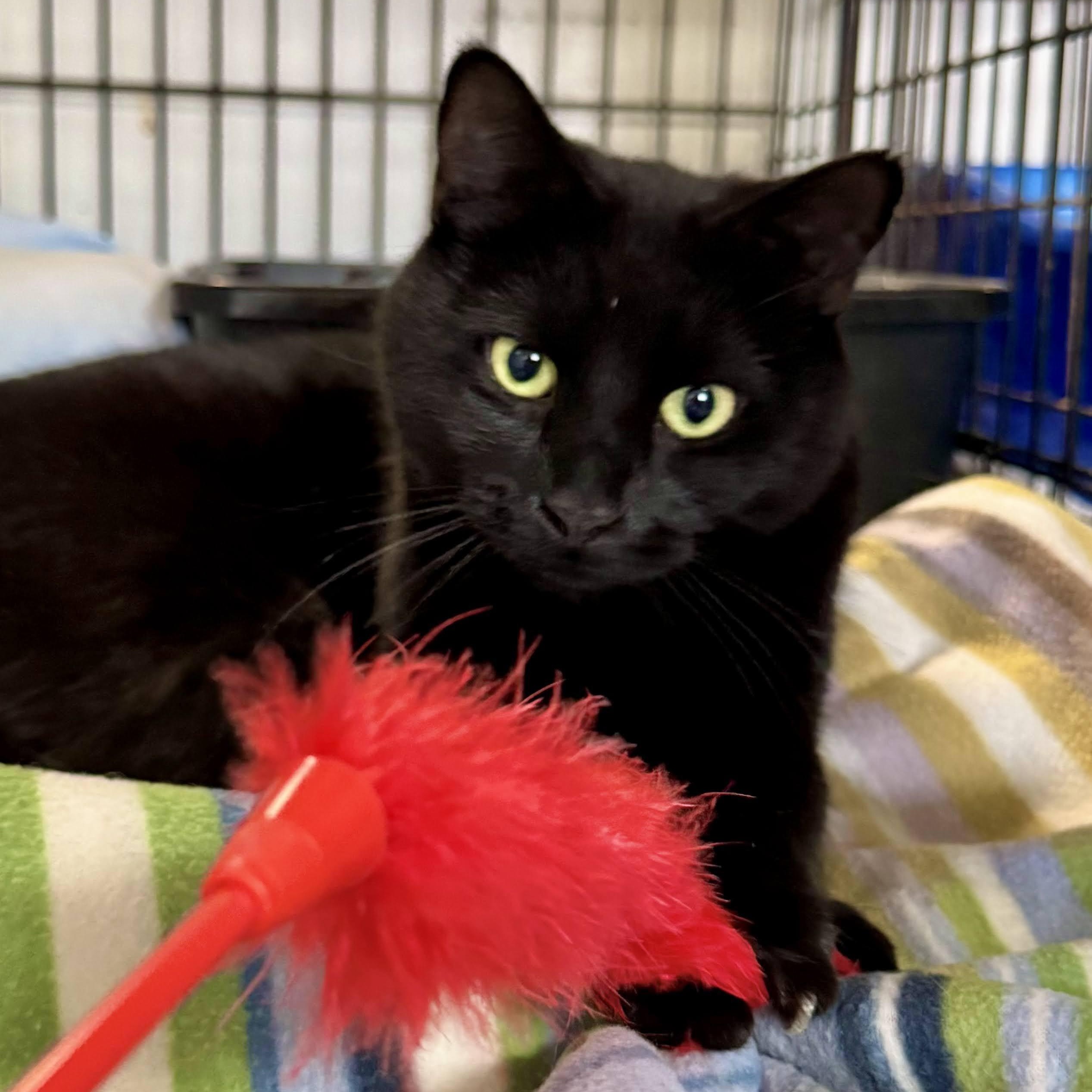 Echo, ADOPTABLE, Adult Male Domestic Short Hair.