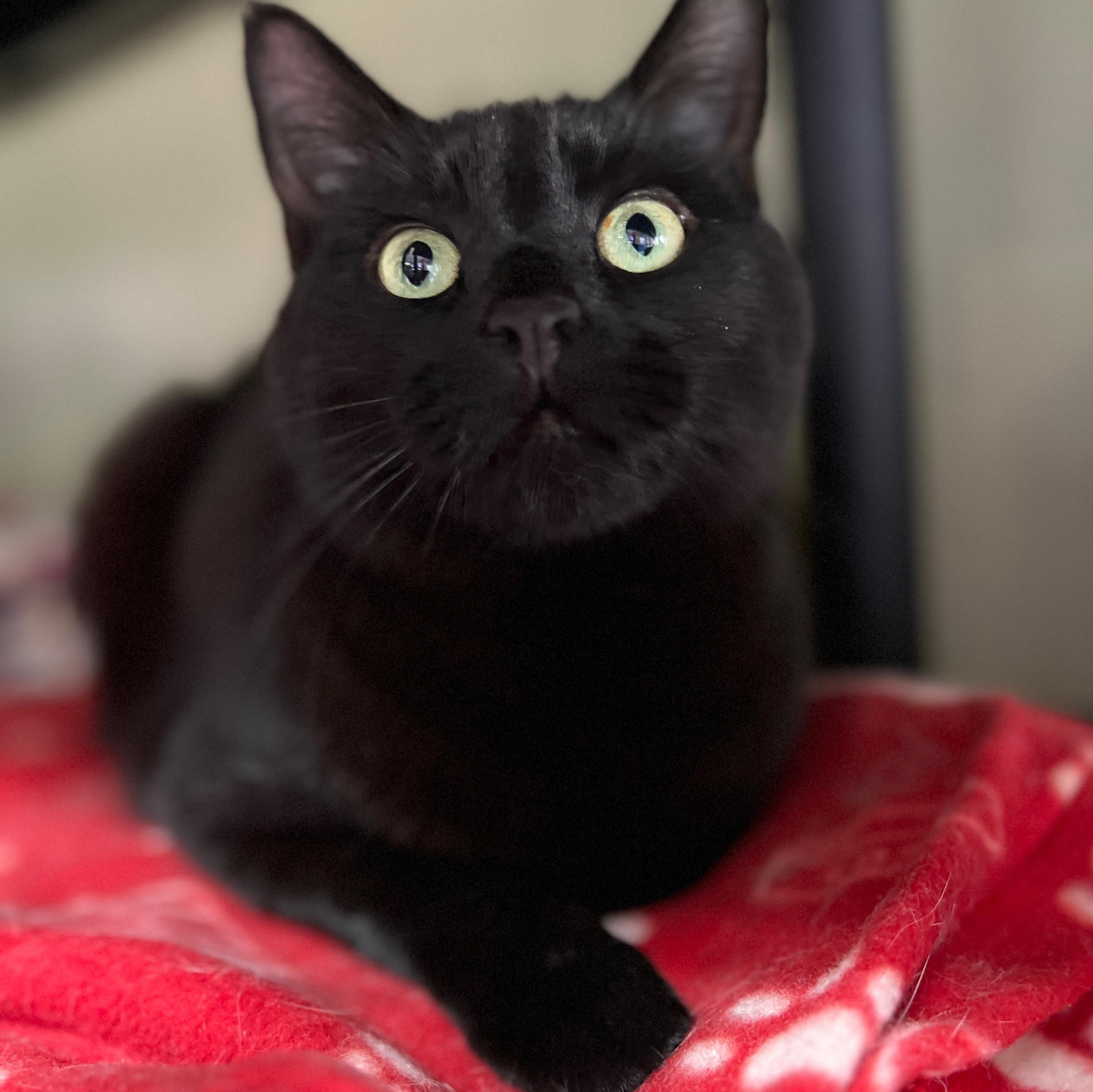Echo, ADOPTABLE, Adult Male Domestic Short Hair.