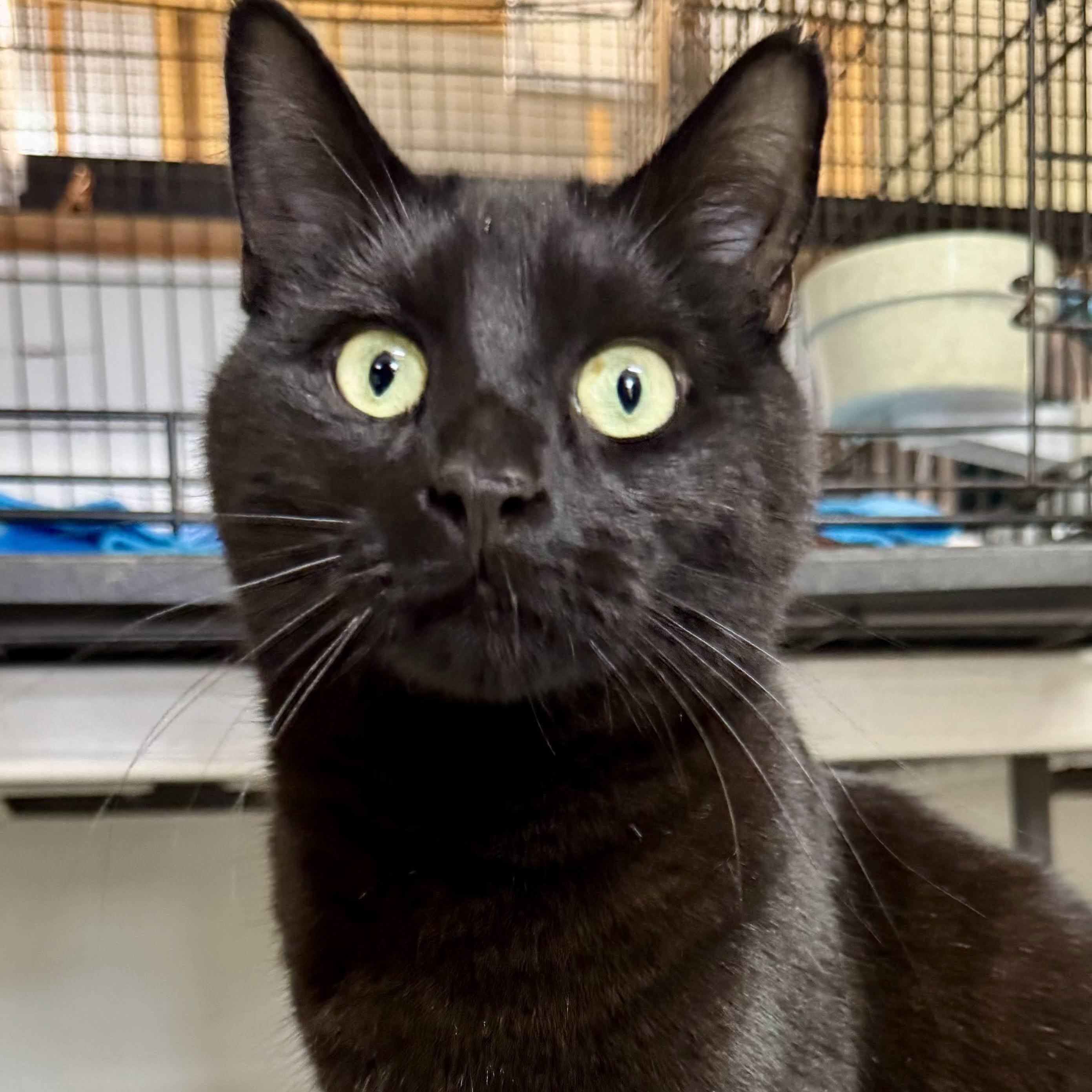 Echo, a ADOPTABLE mixed breed in Germansville, PA image 5/6