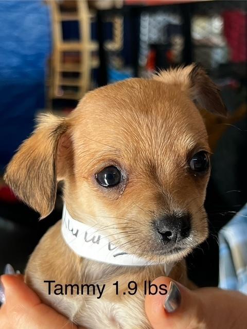 Enlarge Tammy, a Adoptable mixed breed in Boone, CO image 1/1