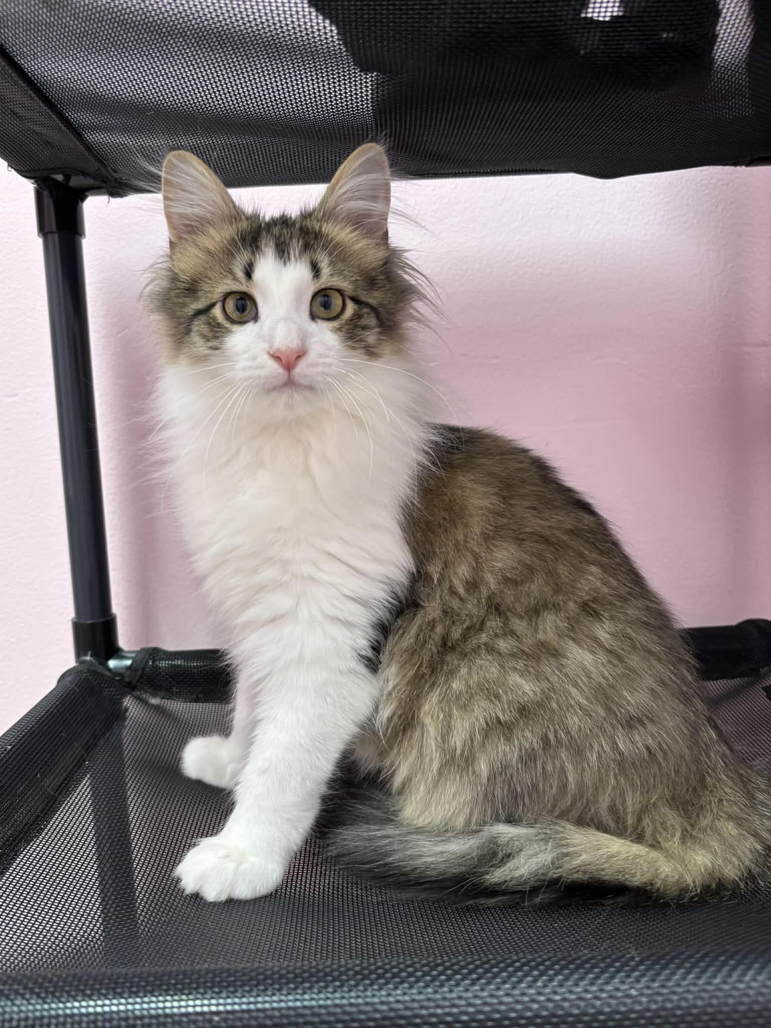 Enlarge Custard, a Adopted Domestic Long Hair in Champaign, IL image 1/3