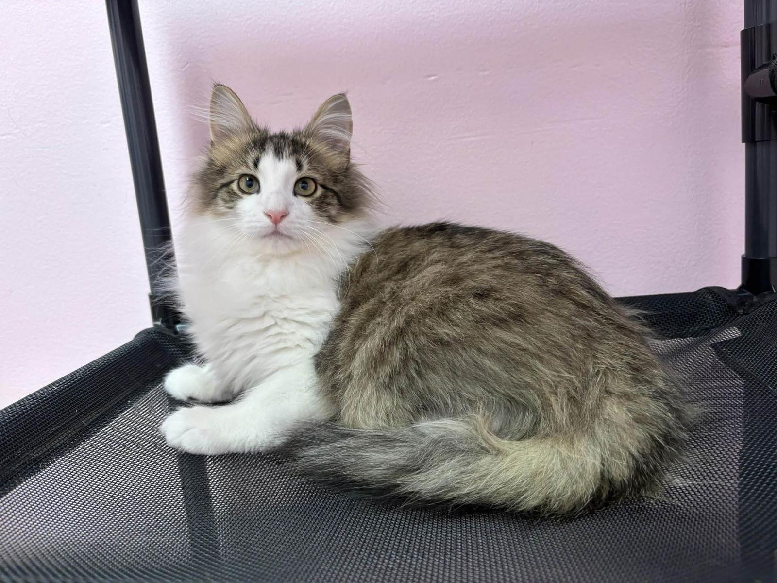 Enlarge Custard, a Adopted Domestic Long Hair in Champaign, IL image 2/3