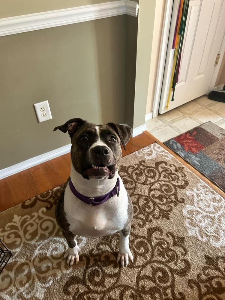 Enlarge Queen, a Adoptable mixed breed in Wendell, NC image 1/3