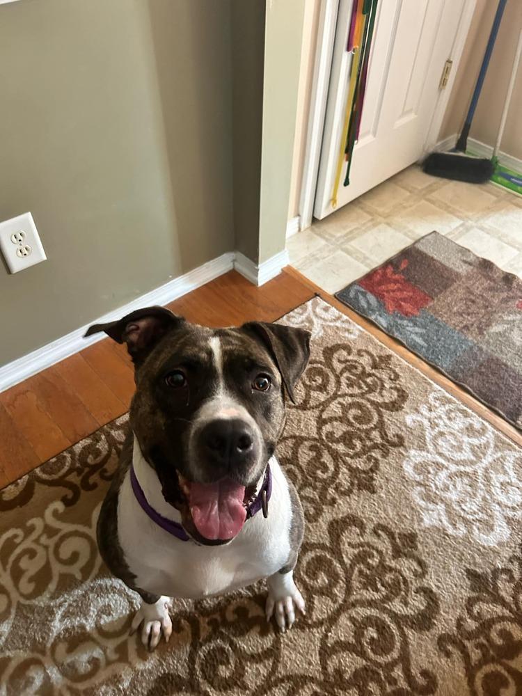 Enlarge Queen, a Adoptable mixed breed in Wendell, NC image 2/3