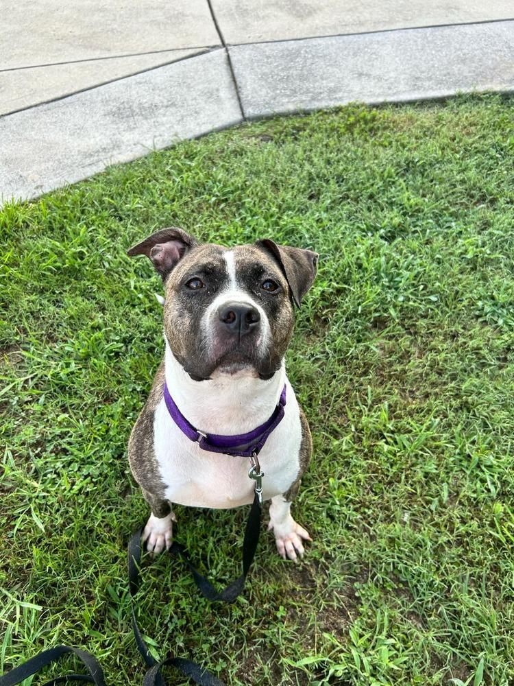 Enlarge Queen, a Adoptable mixed breed in Wendell, NC image 3/3