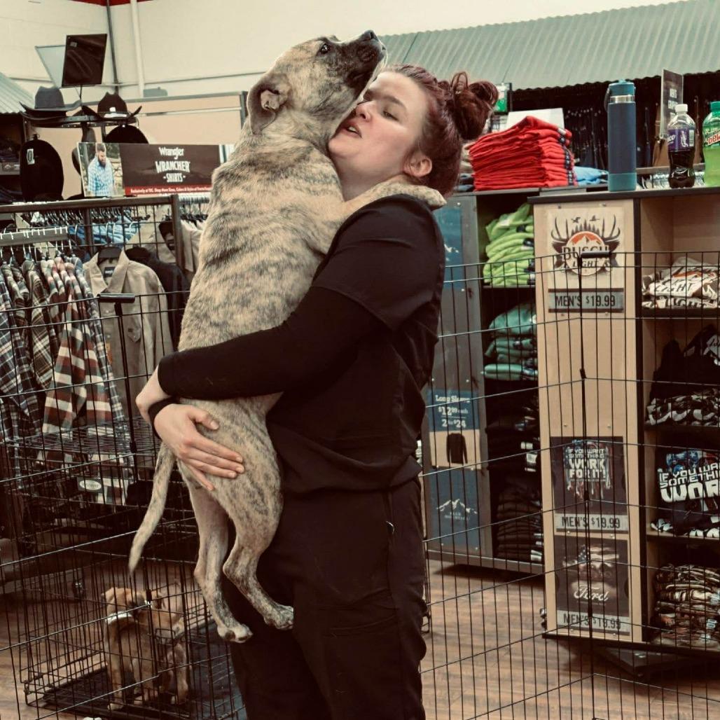 Ole Yeller, Adoptable, Young Female Terrier.