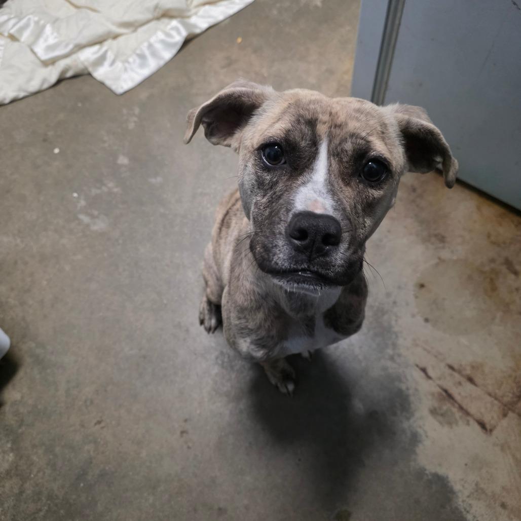 Ole Yeller, Adoptable, Young Female Terrier.