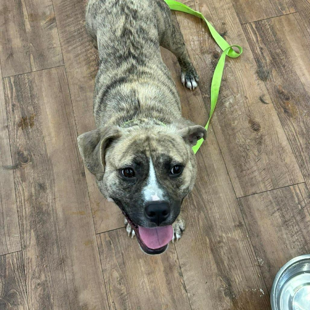 Enlarge Ole Yeller, a Adoptable Terrier in Clanton, AL image 3/4