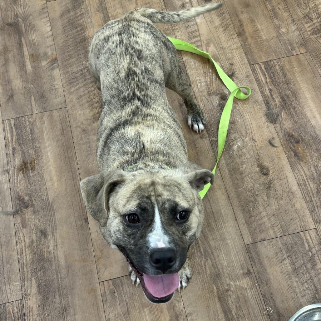 Enlarge Ole Yeller, a Adoptable Terrier in Clanton, AL image 4/4