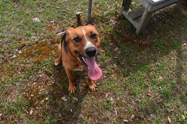 Enlarge MAGGIE, a Adoptable mixed breed in Panama City, FL image 1/1