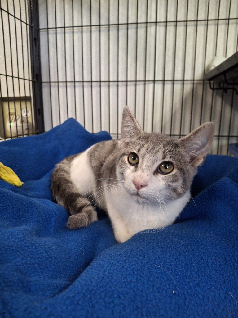 SOLARA, ADOPTABLE, Young Male Domestic Short Hair.