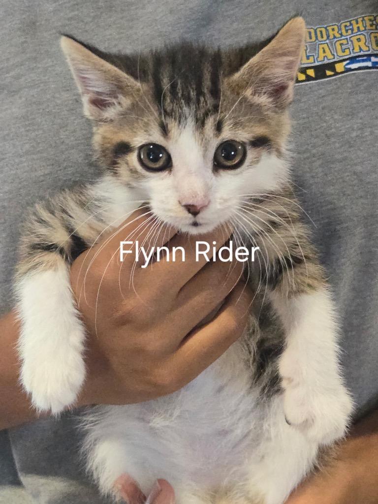 Enlarge Flynn Ryder, a Adopted mixed breed in Cambridge, MD image 1/1