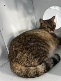 Dora, an adoptable Abyssinian, Egyptian Mau in Liverpool, TX, 77577 | Photo Image 4