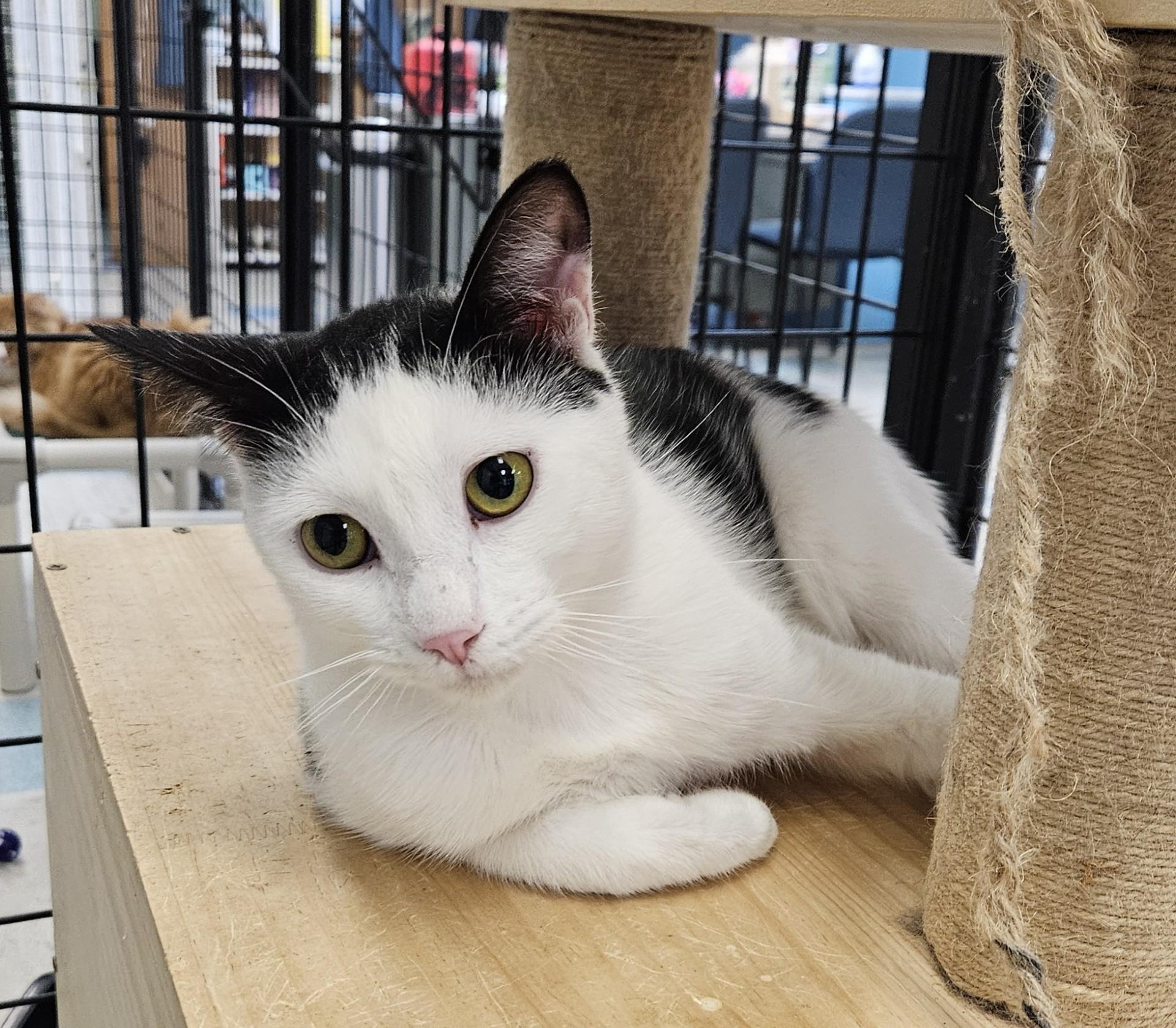 Lindbergh, Adoptable, Adult Male Domestic Short Hair.