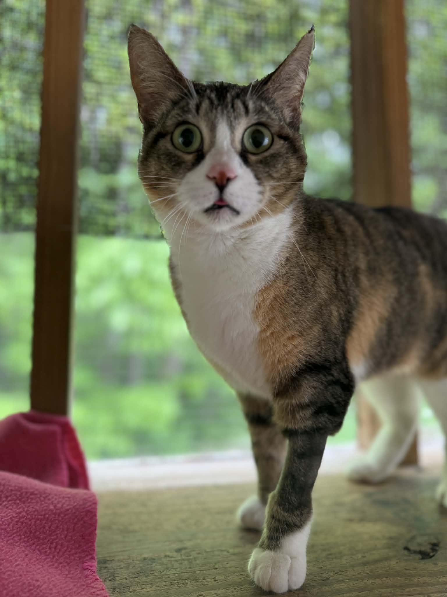 Danni, a Adoptable American Bobtail in Talbott, TN image 4/4