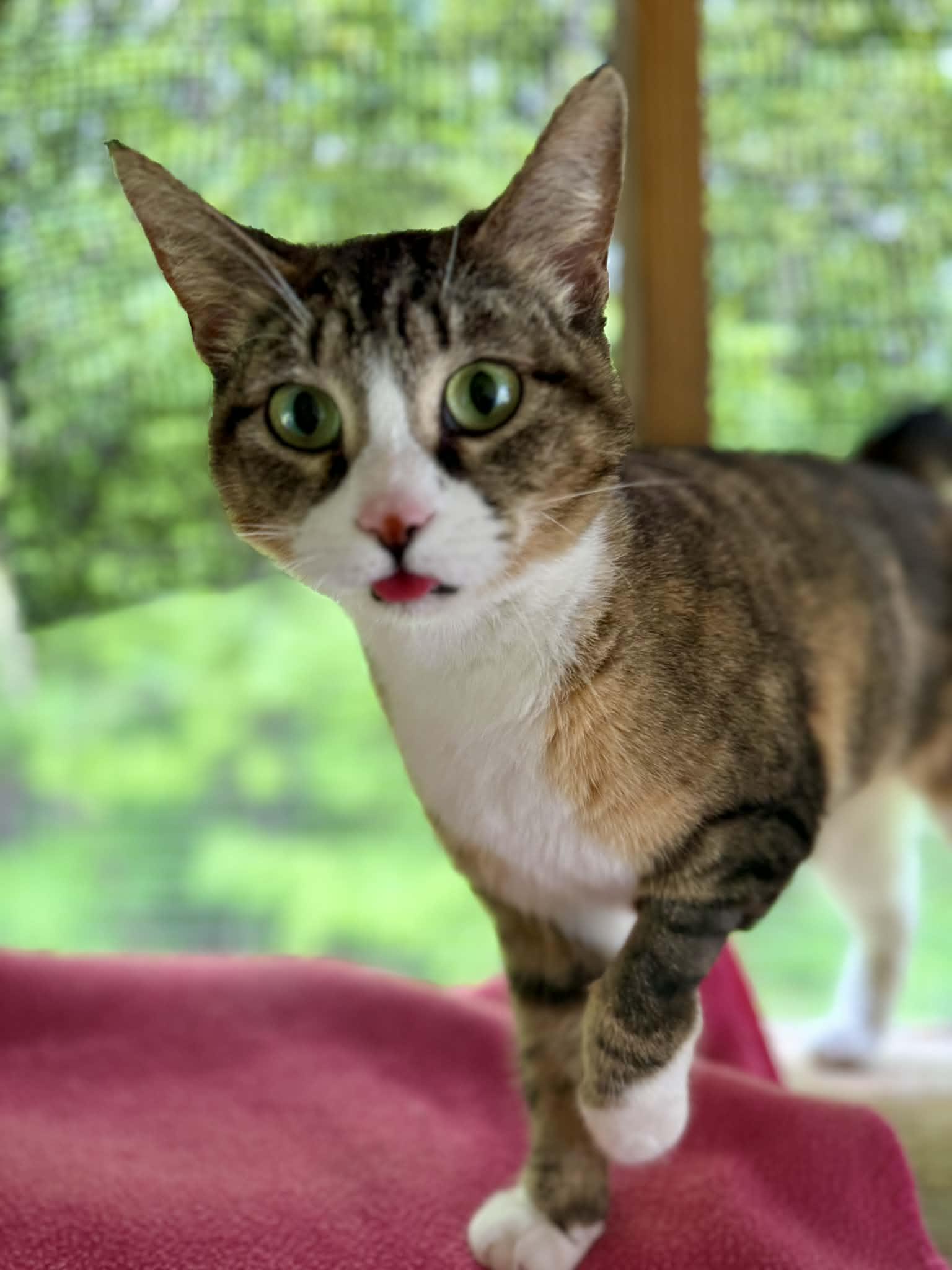 Danni, Adoptable, Young Female American Bobtail.